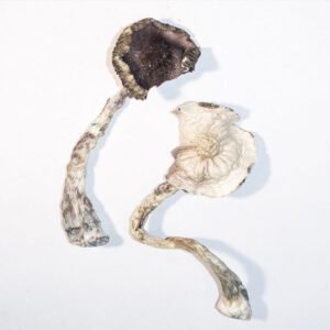 ALBINO A+ MAGIC MUSHROOMS