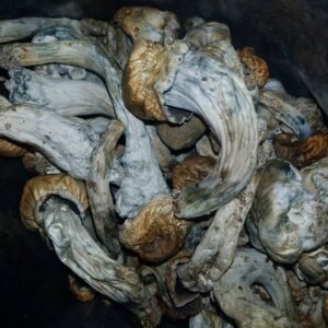 Dry Cubensis (Stropharia)