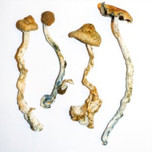 B+ Cubensis