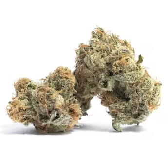 Gelato #41