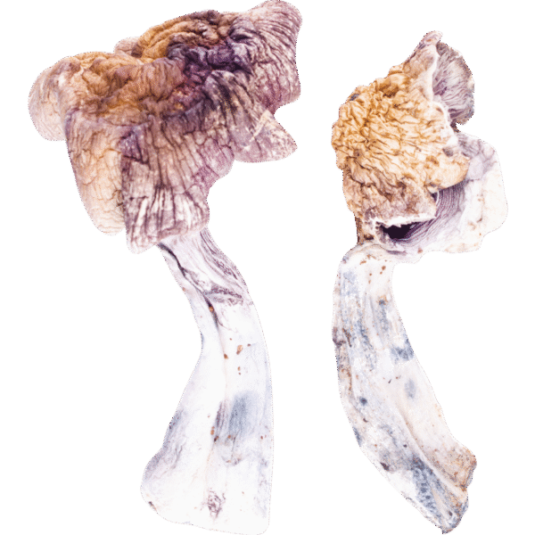 Z-Strain Mushroom
