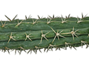 Buy Peruvian Torch Cactus