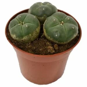 PEYOTE LOPHOPHORA WILLIAMSII (3 HEADS)