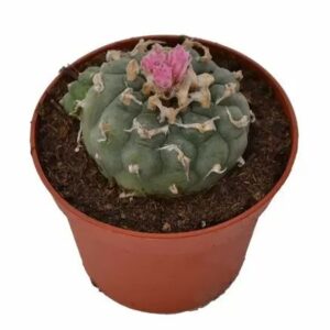 PEYOTE DECIPIENS LOPHOPHORA DECIPIENS