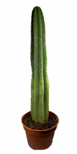 buy San-Pedro-Cactus