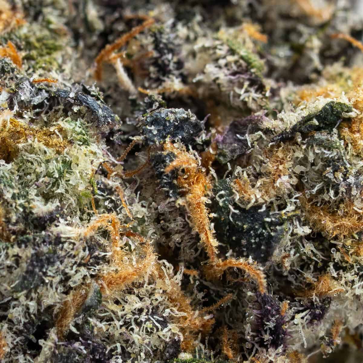 Carbon Fiber - Image 2