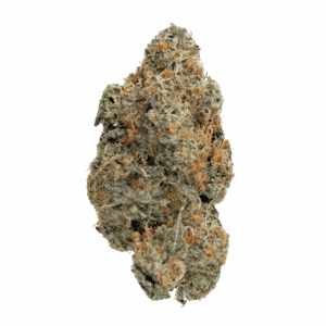 Cinderella 99 Strain