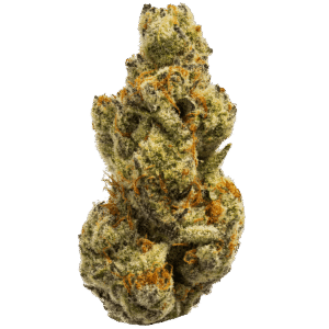 Flying Hawaiian Strain