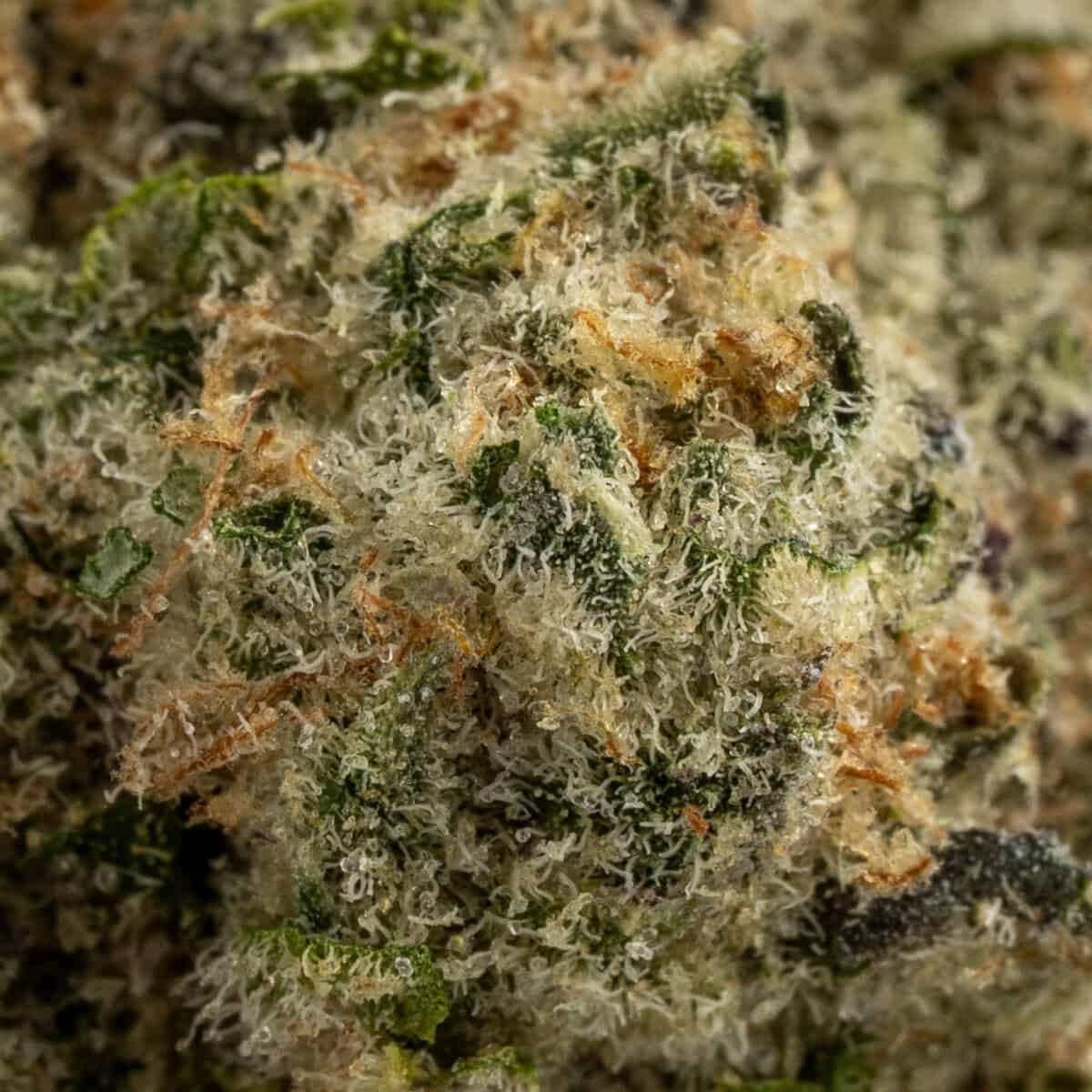 GG4 x GSC - Image 2