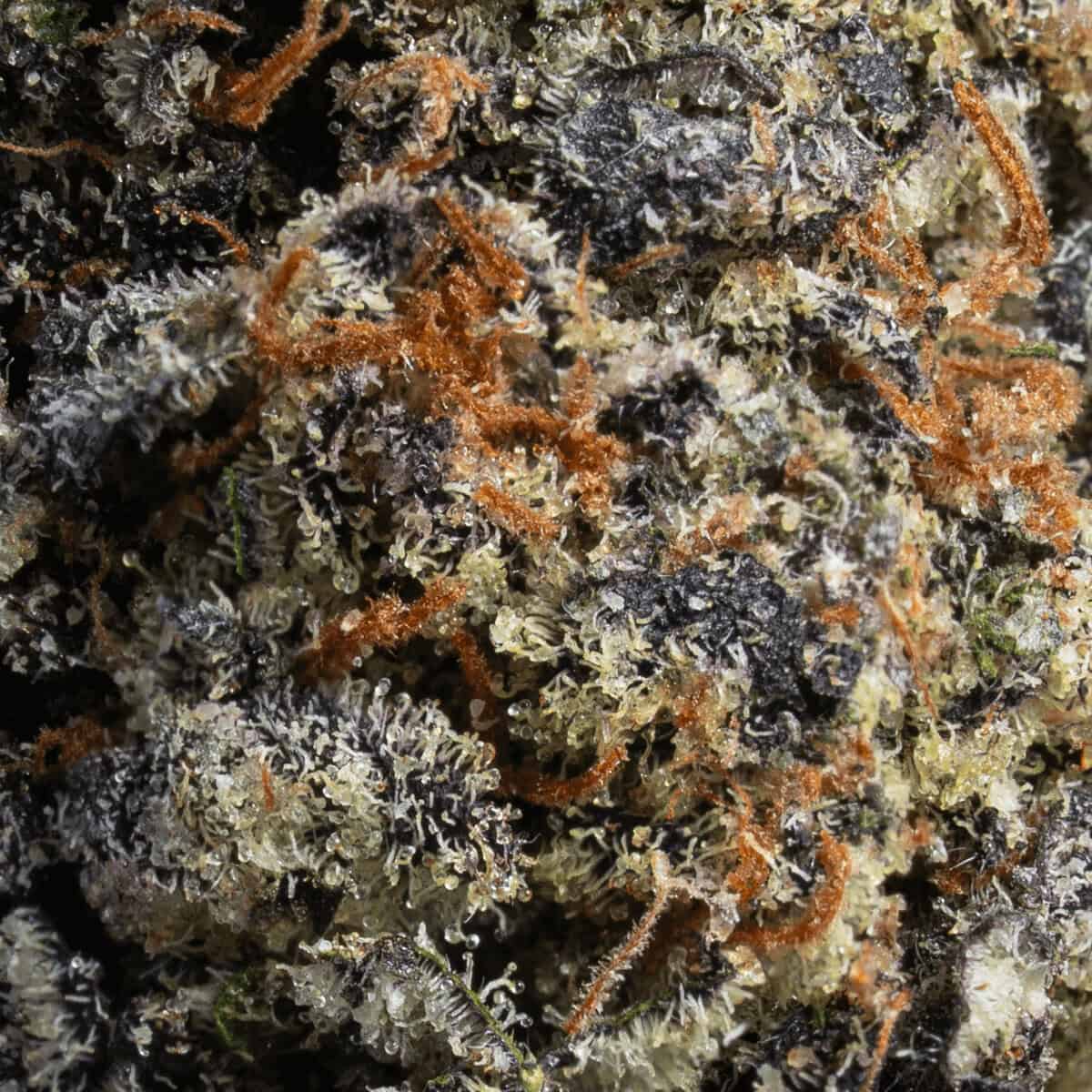 Galactic Warheads - Image 2