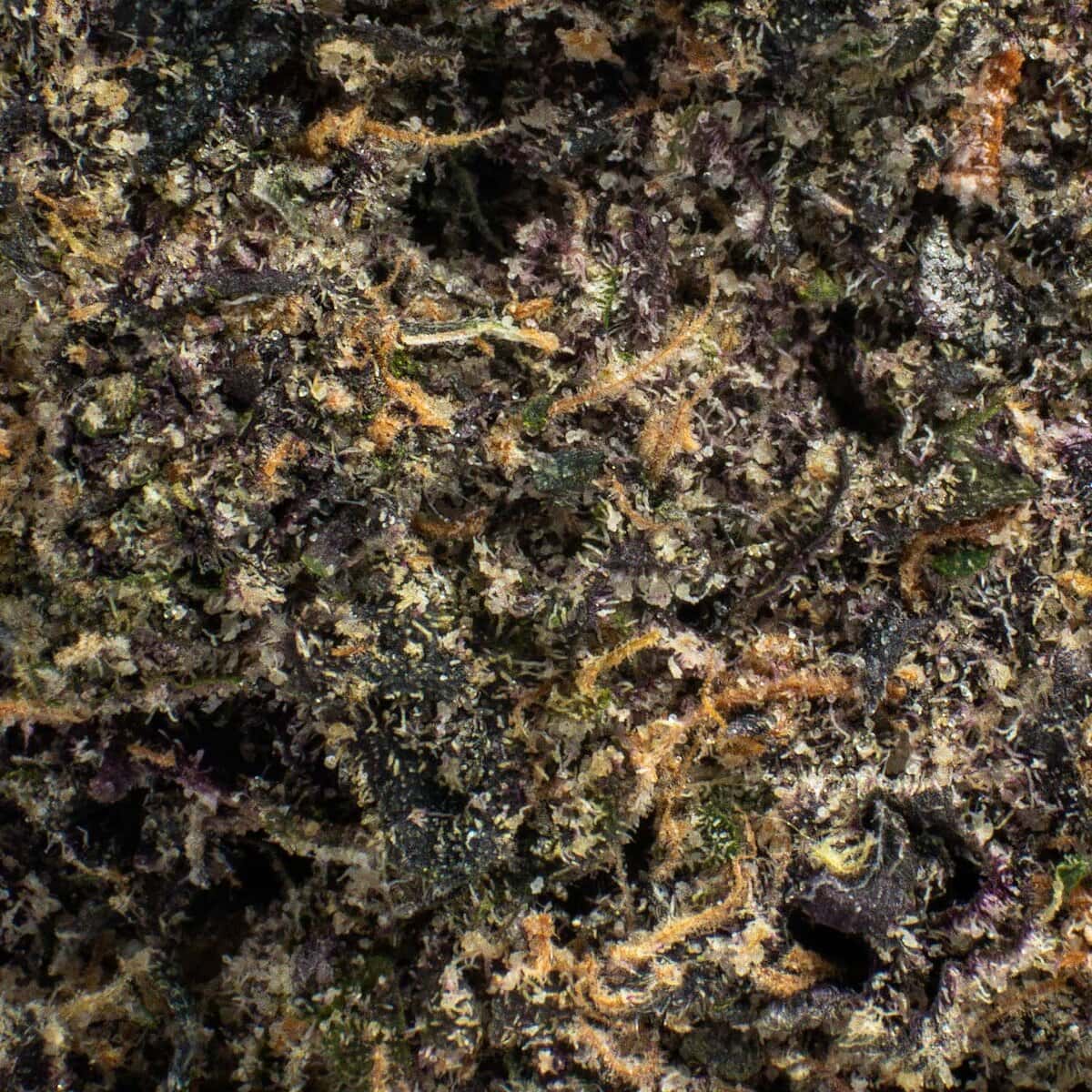 Infatuation - Image 2