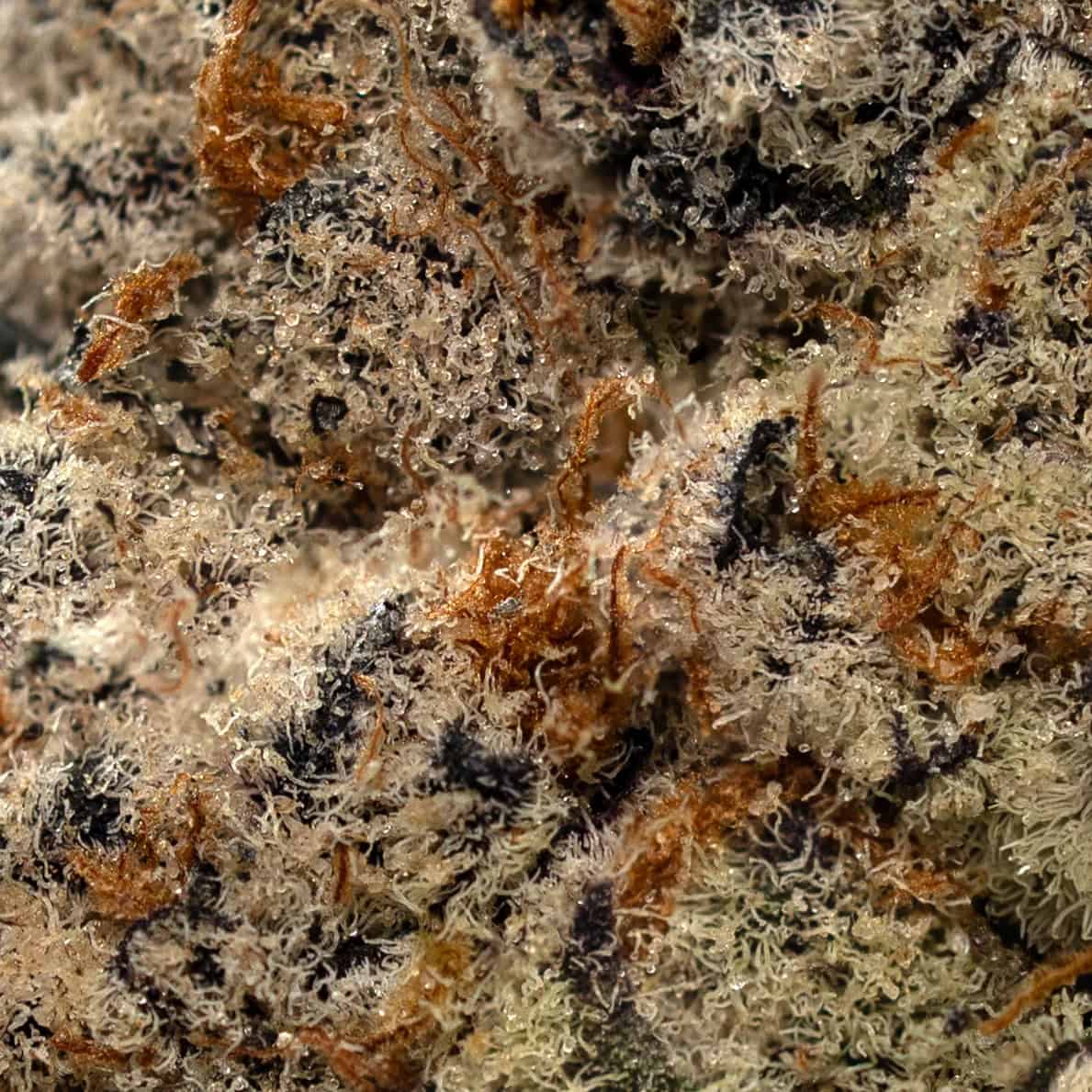 Northern Lights - Image 2