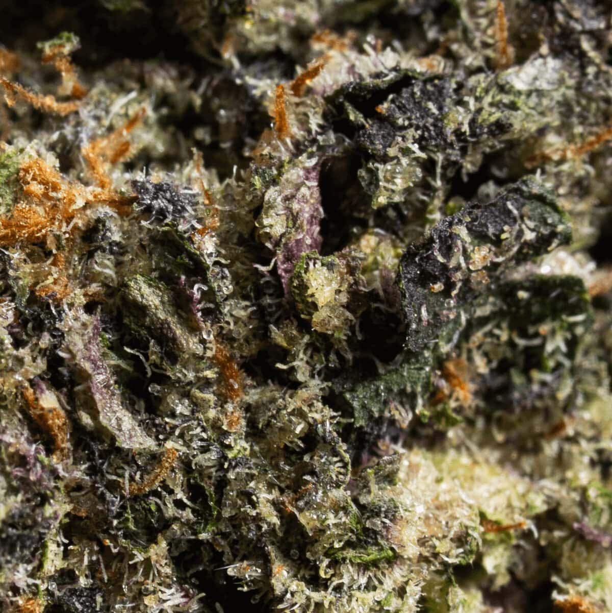 Platinum Grape Punch - Image 2