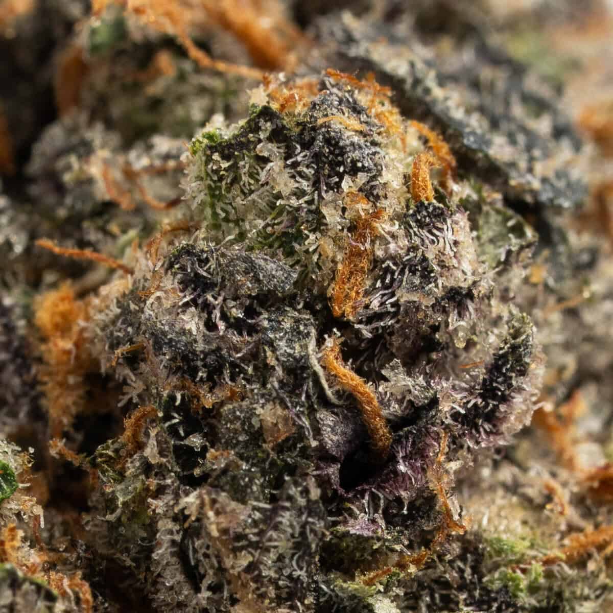 Permanent Marker - Image 2