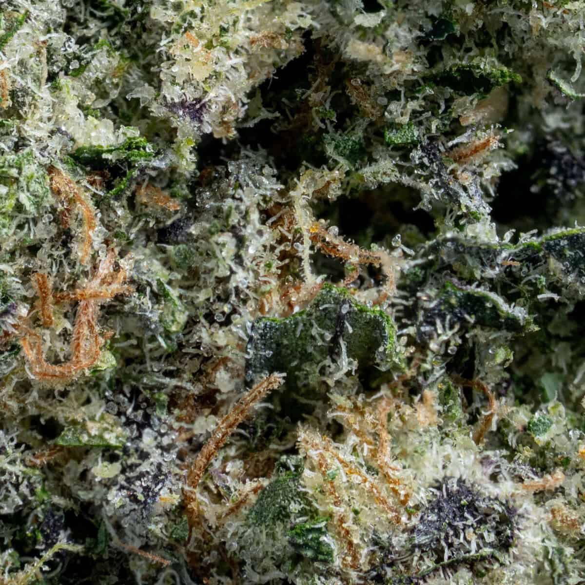 Presidential Runtz - Image 2