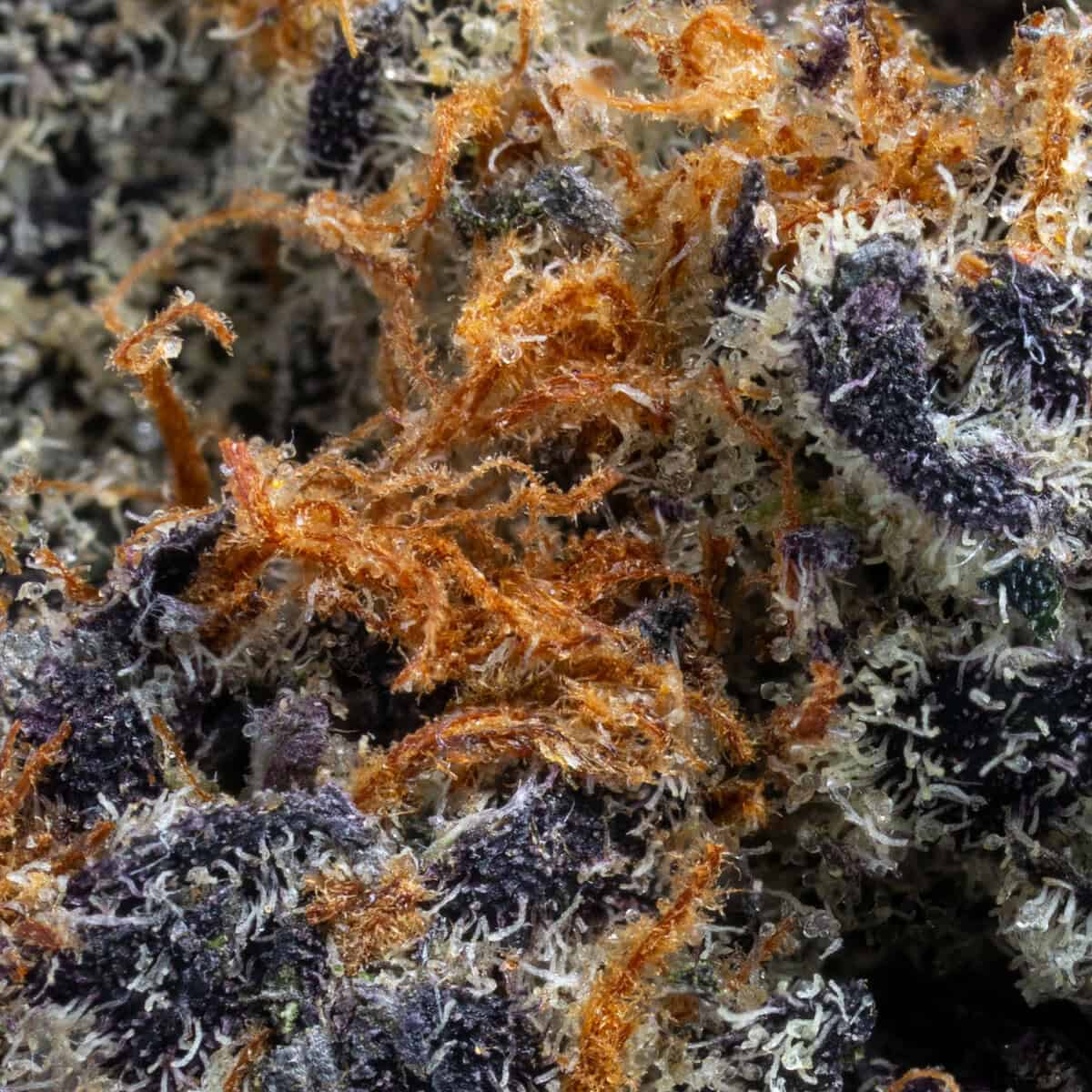 Purple Haze - Image 2