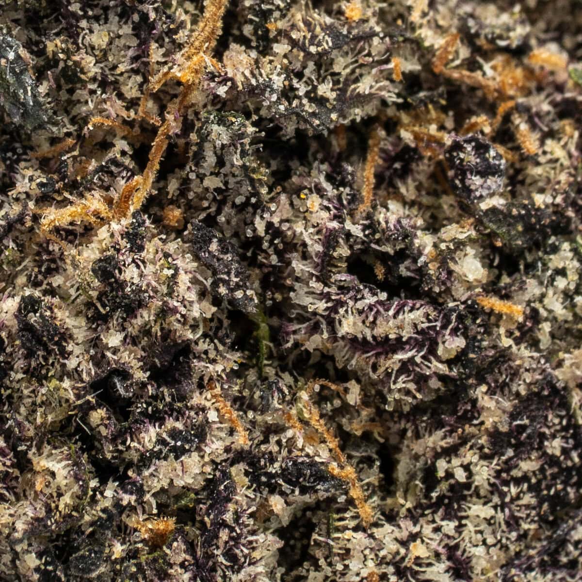 Scorpion Tears - Image 2