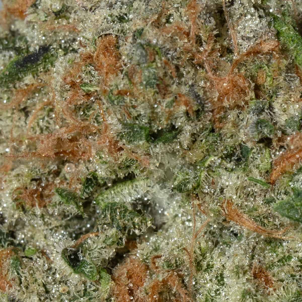 Slurp Juice - Image 2