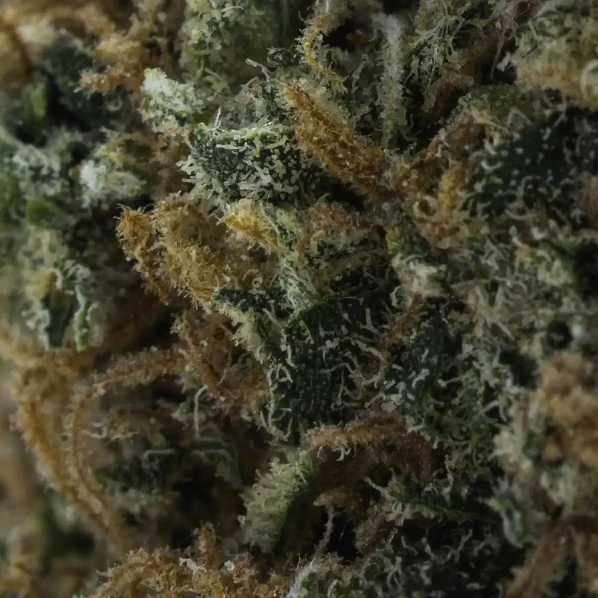 Super Lemon Haze - Image 2