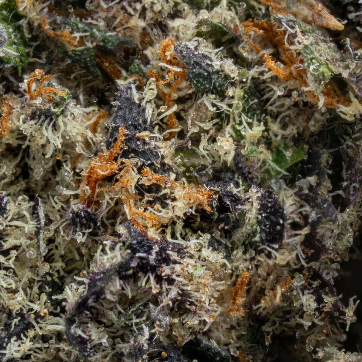 Strawberry Guava - Image 2