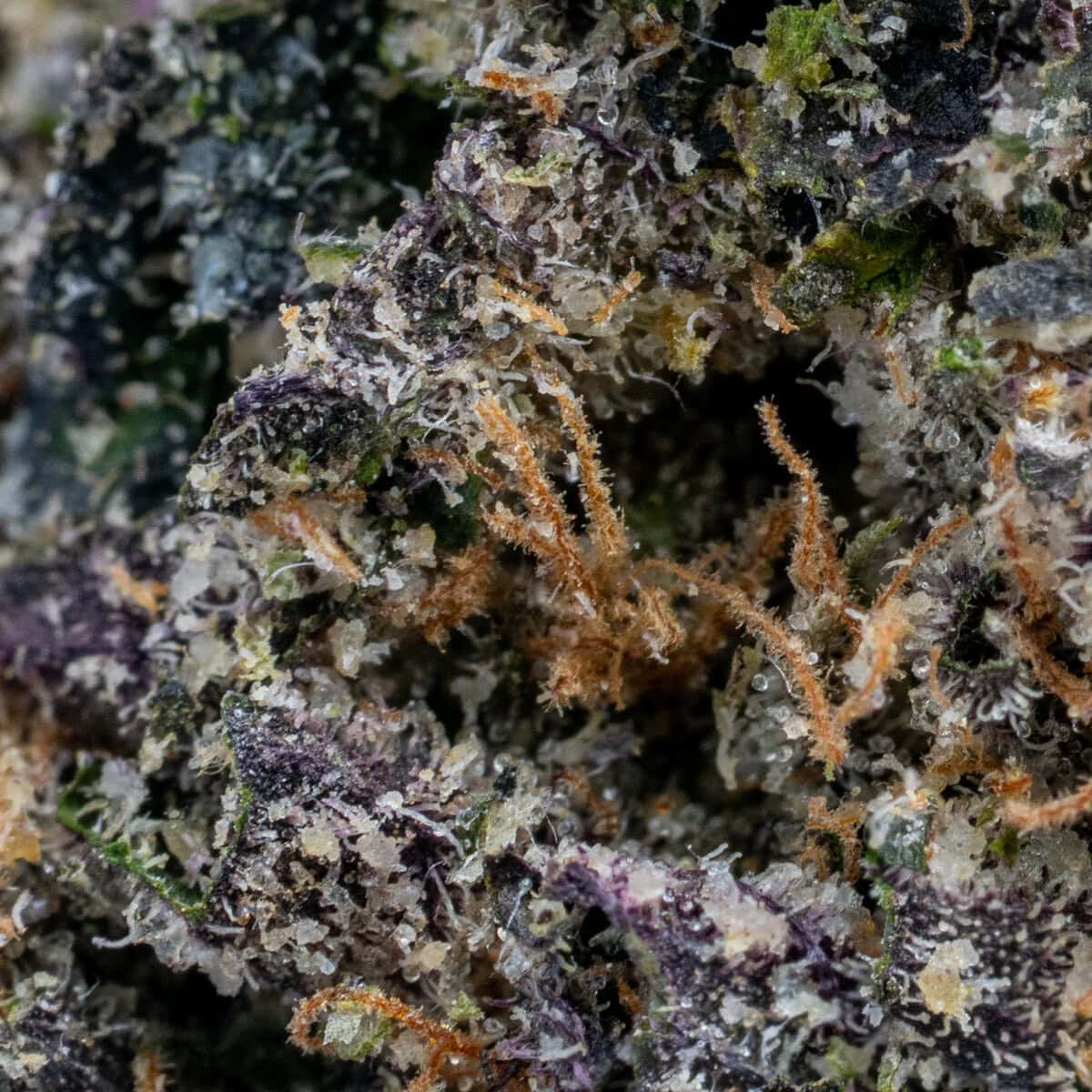 Sunset Sherbet - Image 3