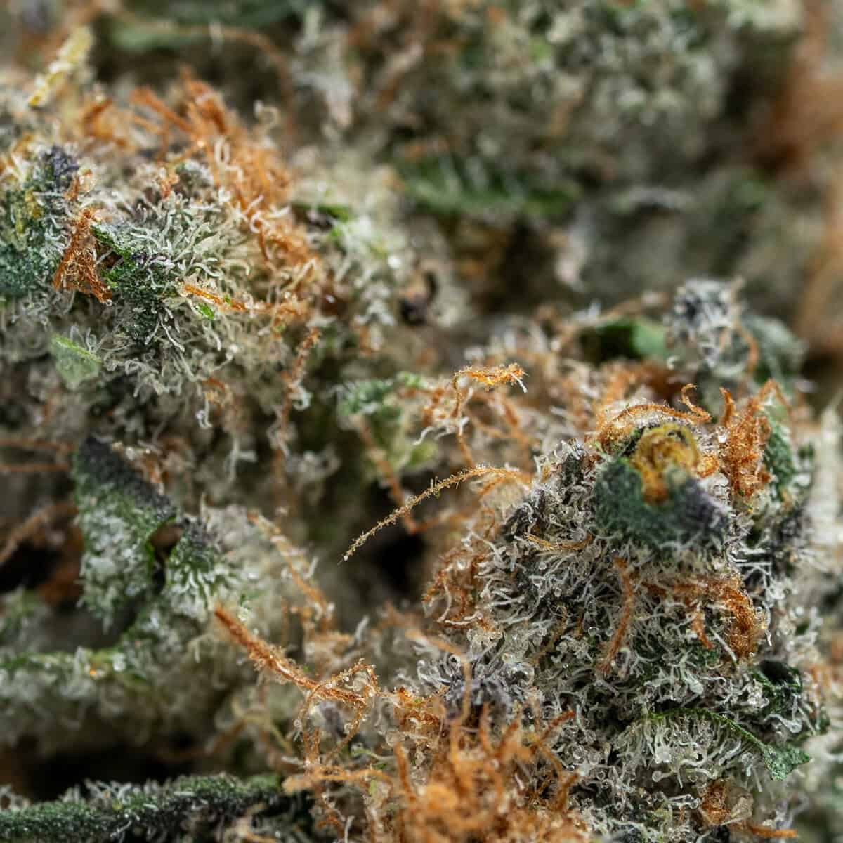 Super Boof - Image 2