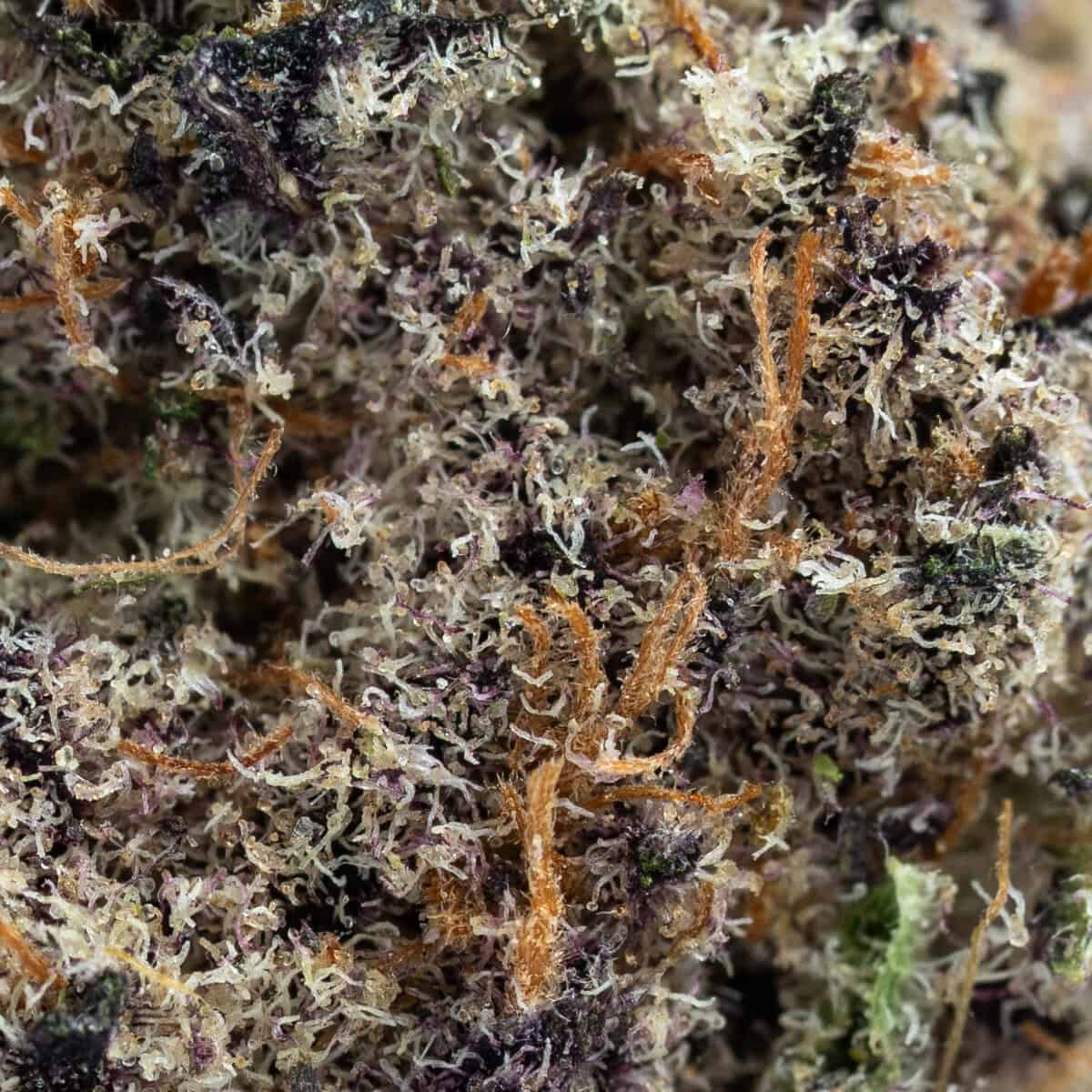 Trap Queen - Image 2